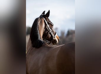 Westfalisk häst, Sto, 9 år, 163 cm, Mörkbrun