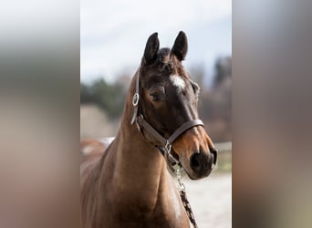Westfalisk häst, Sto, 9 år, 163 cm, Mörkbrun
