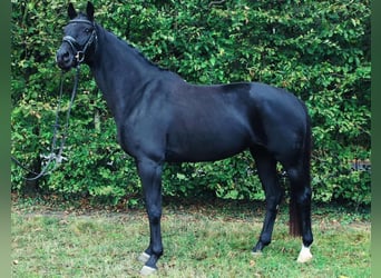 Westfalisk häst, Sto, 9 år, 164 cm, Svart