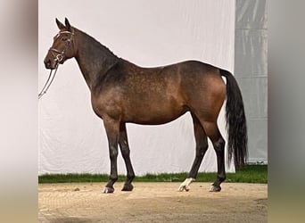 Westfalisk häst, Sto, 9 år, 165 cm