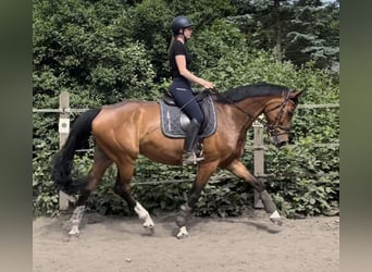 Westfalisk häst, Sto, 9 år, 165 cm, Brun