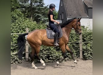 Westfalisk häst, Sto, 9 år, 165 cm, Brun