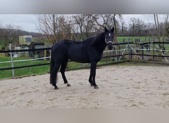 Westfalisk häst, Sto, 9 år, 165 cm, Svart