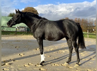 Westfalisk häst, Sto, 9 år, 166 cm, Svart