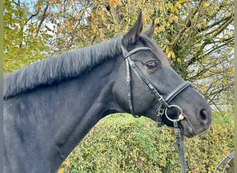 Westfalisk häst, Sto, 9 år, 166 cm, Svart