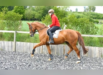 Westfalisk häst, Sto, 9 år, 167 cm, fux