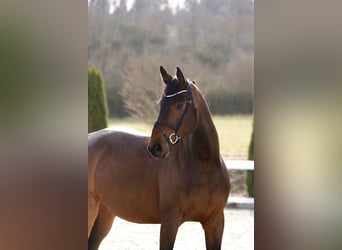 Westfalisk häst, Sto, 9 år, 170 cm, Brun