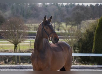 Westfalisk häst, Sto, 9 år, 170 cm, Brun