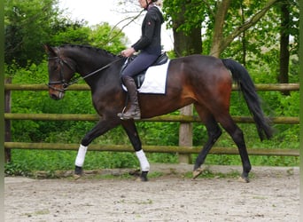 Westfalisk häst, Sto, 9 år, 170 cm