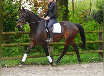 Westfalisk häst, Sto, 9 år, 170 cm