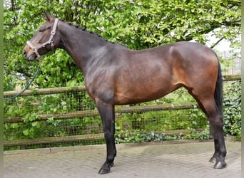 Westfalisk häst, Sto, 9 år, 173 cm