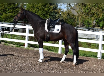 Westfalisk häst, Sto, 9 år, 174 cm, Brun