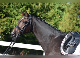 Westfalisk häst, Sto, 9 år, 174 cm, Brun