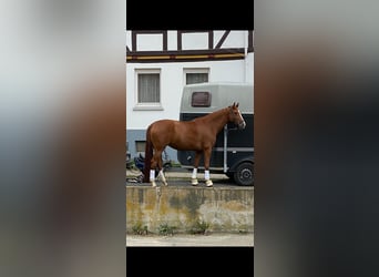Westfalisk häst, Sto, 9 år, 175 cm, fux
