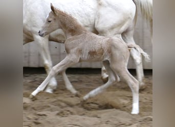 Westfalisk häst, Sto, Föl (02/2023), 167 cm, Palomino