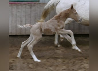 Westfalisk häst, Sto, Föl (02/2023), 167 cm, Palomino