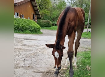 Westfalisk häst, Sto, Föl (04/2024), 170 cm, Mörkbrun