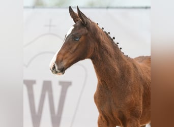 Westfalisk häst, Sto, Föl (01/2024), Brun