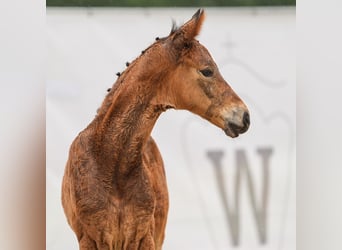 Westfalisk häst, Sto, Föl (05/2024), Brun