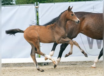 Westfalisk häst, Sto, Föl (04/2024), Brun