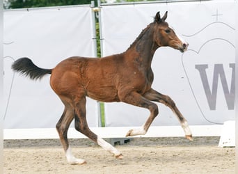 Westfalisk häst, Sto, Föl (03/2024), Brun