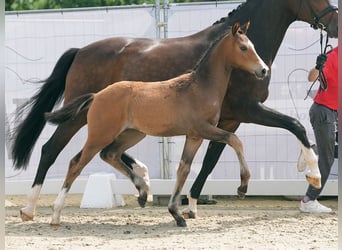Westfalisk häst, Sto, Föl (04/2024), Brun