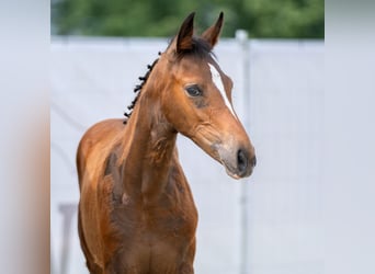 Westfalisk häst, Sto, Föl (04/2023), Brun