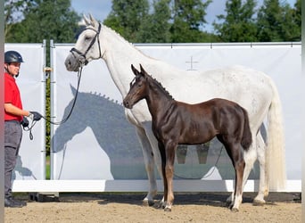 Westfalisk häst, Sto, Föl (06/2023), Kan vara vit