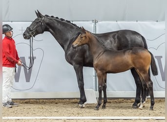Westfalisk häst, Sto, Föl (04/2024), Mörkbrun