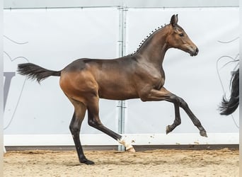 Westfalisk häst, Sto, Föl (04/2024), Mörkbrun