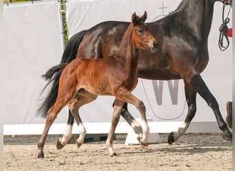 Westfalisk häst, Sto, Föl (03/2024), Mörkbrun