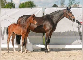 Westfalisk häst, Sto, Föl (03/2024), Mörkbrun