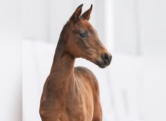 Westfalisk häst, Sto, Föl (01/2024), Mörkbrun
