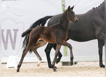 Westfalisk häst, Sto, Föl (02/2024), Mörkbrun