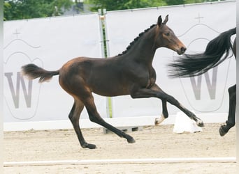 Westfalisk häst, Sto, Föl (02/2024), Mörkbrun