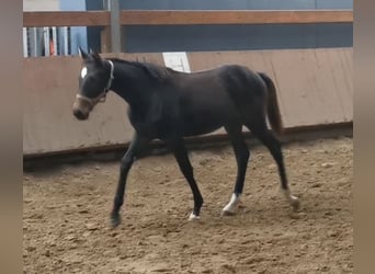 Westfalisk häst, Sto, Föl (04/2023), Mörkbrun