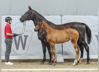 Westfalisk häst, Sto, Föl (04/2024), Mörkbrun