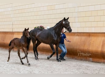 Westfalisk häst, Sto, Föl (05/2024), Rökfärgad svart