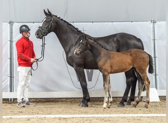 Westfalisk häst, Sto, Föl (03/2024), Rökfärgad svart