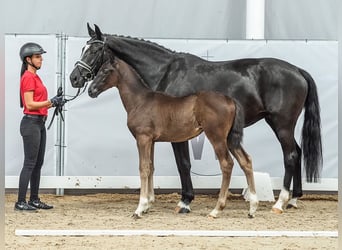 Westfalisk häst, Sto, Föl (04/2024), Rökfärgad svart