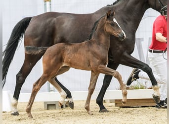 Westfalisk häst, Sto, Föl (06/2024), Rökfärgad svart