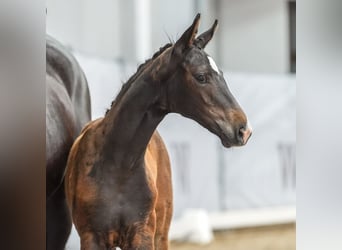 Westfalisk häst, Sto, Föl (03/2024), Rökfärgad svart