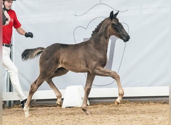 Westfalisk häst, Sto, Föl (05/2024), Svart