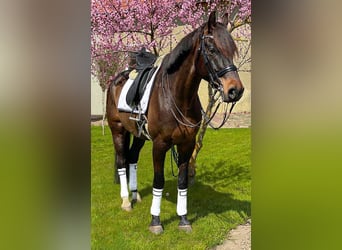 Westfalisk häst, Valack, 10 år, 169 cm, Mörkbrun