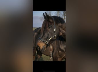 Westfalisk häst, Valack, 10 år, 169 cm, Mörkbrun