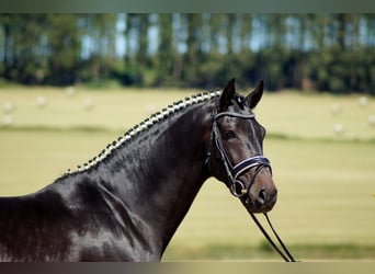 Westfalisk häst, Valack, 10 år, 170 cm, Rökfärgad svart