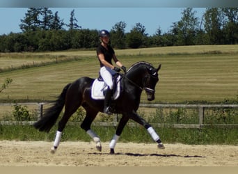 Westfalisk häst, Valack, 10 år, 170 cm, Rökfärgad svart