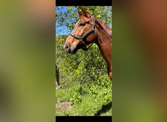 Westfalisk häst, Valack, 10 år, 175 cm, Fux