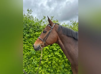 Westfalisk häst, Valack, 10 år, 176 cm, Brun