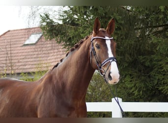 Westfalisk häst, Valack, 10 år, 178 cm, Fux